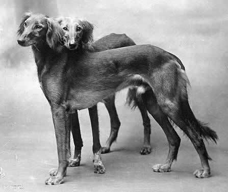 Borzoi Daily