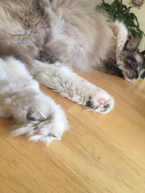adventuresofsimon-and-annie:plz take a moment to appreciate the furry toebeans