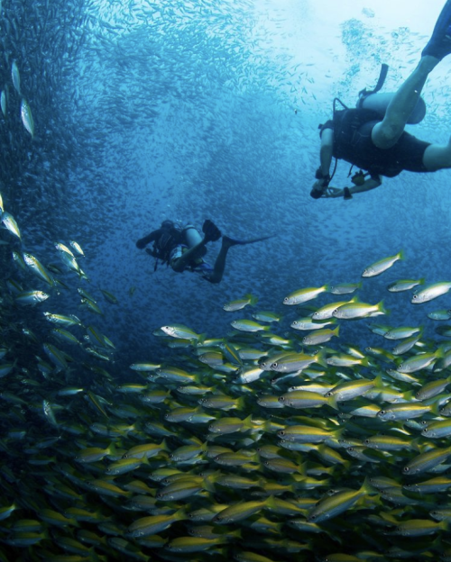 Explore the universe beneath the waves in Koh Tao, one of the most stunning dive sites in Thailand 