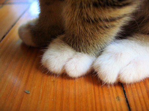mariusu:  kitten paws (by tonx)