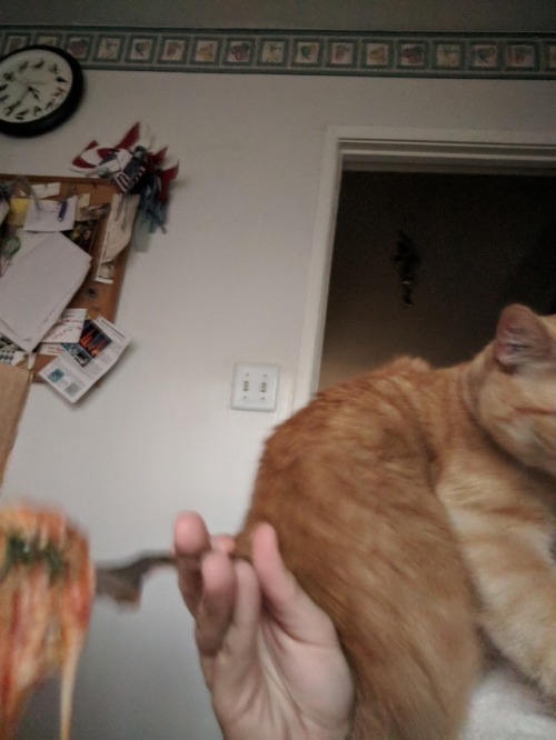 me trying to eat my lasagna vs the clingiest cat in the world