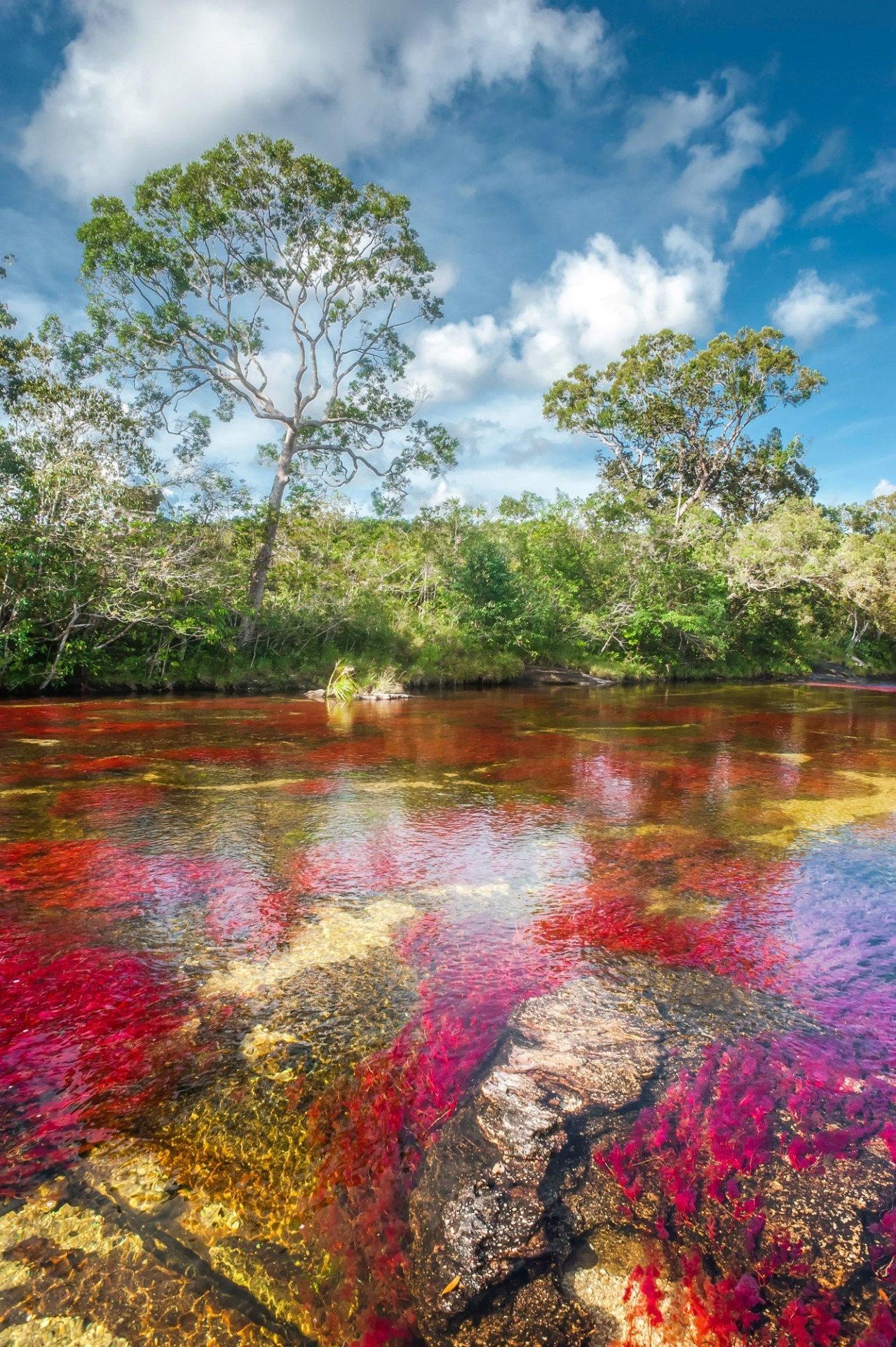 theencompassingworld:    Caño Cristales, ColombiaMore of our amazing world