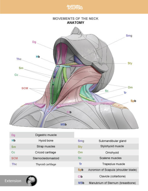 drawingden:Neck Anatomy by Anatomy for Sculptors 