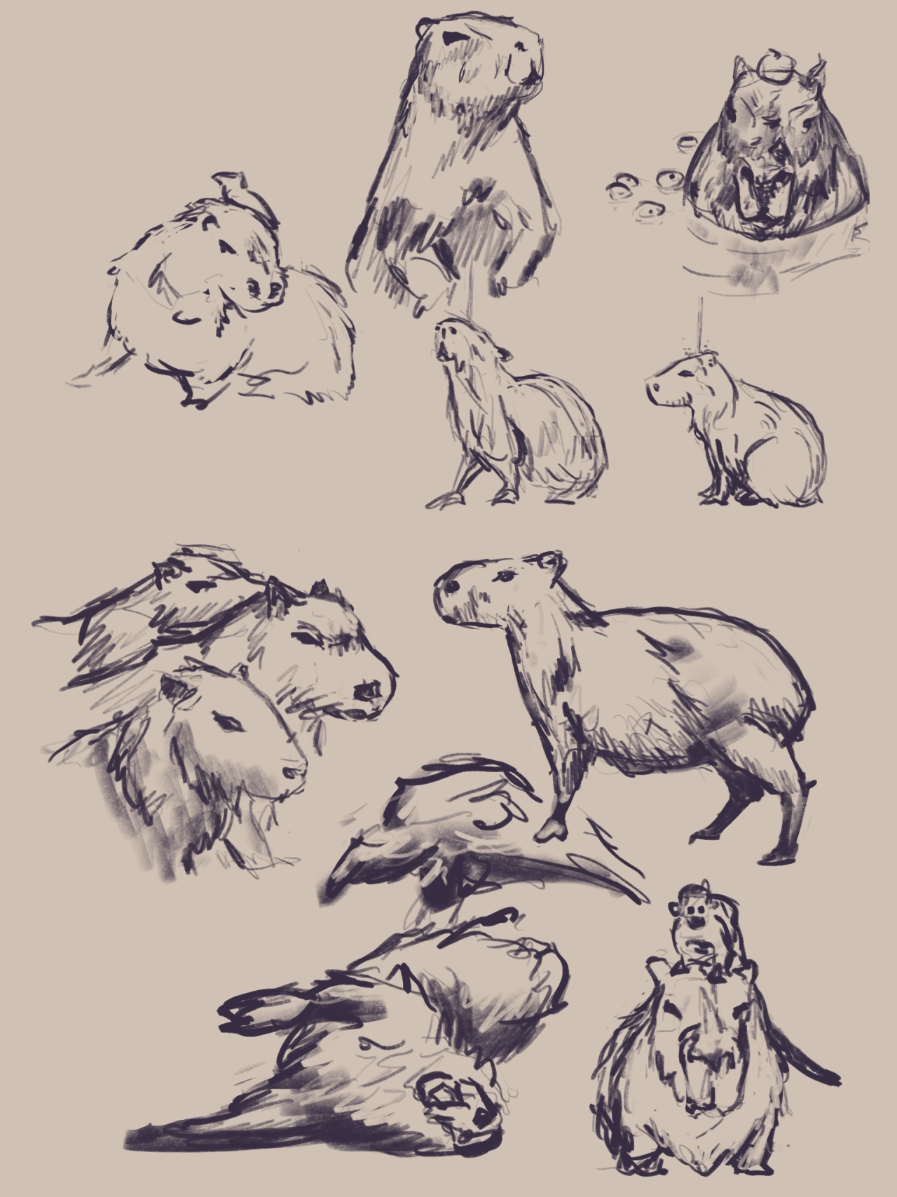 capybara, Tumblr, Capybara, Animal drawings, Cute art