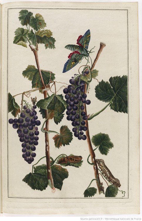 Moth and grape vine illustration taken from ‘Bouquets de Flore’ by  P. J. Buc'hoz (1731-1807)Images 