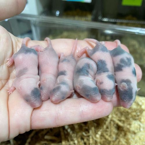 4 days old Tricolor baby mice! #fancymicebreeder #fancymice #fancymiceofinstagram #englishshowmice #