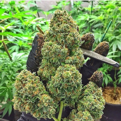 #TeamKUSH bud of the day: @hip2thecrop got that