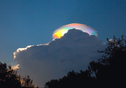 nubbsgalore:  iridescent pileus cloud photos