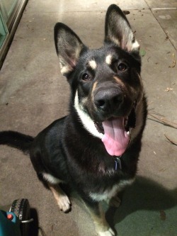 Handsomedogs:  Zuko, My Handsome 1 Year Old Boy. German Shepherd\Husky.