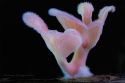 syyzygyy:  An unusual specimen of Panus lecomtei - FungusImage Credit: Steve Axford