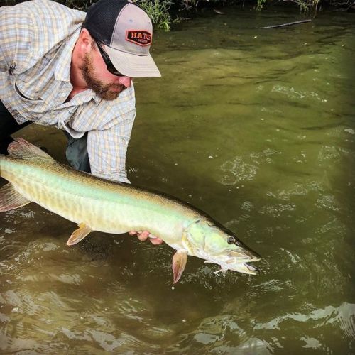 #fish #fishing #flyfishing #muskie #explore #predator #naturephotography #muskiefishing #musky  http