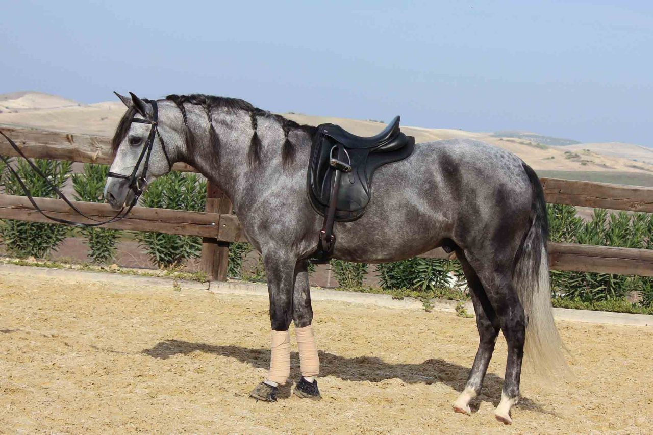 Pure Spanish Horse Andalusian Dapple gray stallion trotting in