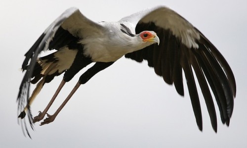 end0skeletal-undead: The secretary bird (Sagittarius serpentarius) is a very large, mostly terrestri