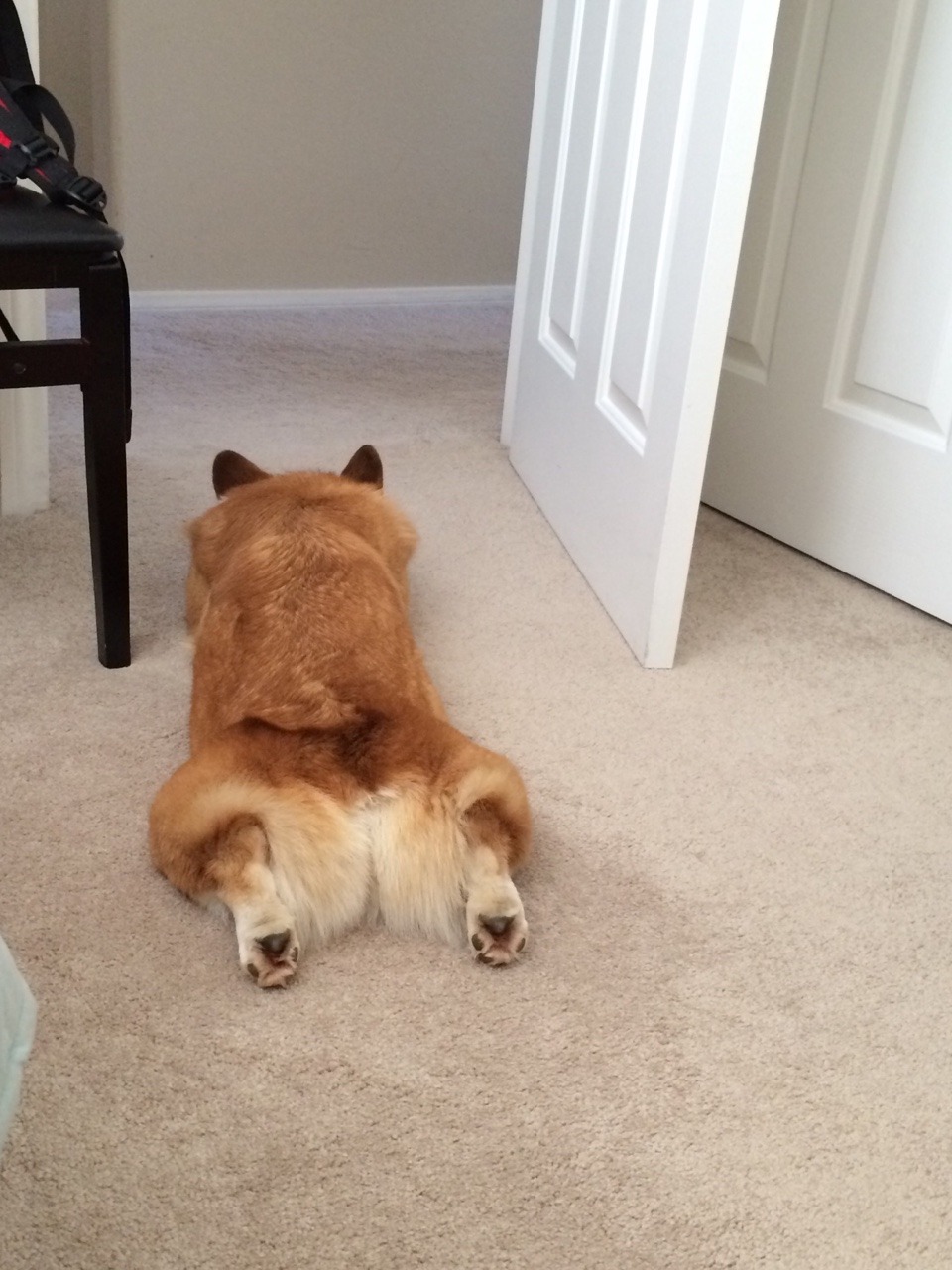 stubbiethecorgi:Stu Sploots!!  Check out Stu’s pantaloons!  He’s got some major