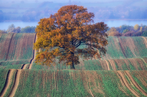 sleg:    Der Baum im herbstlichen Nebel - 2015