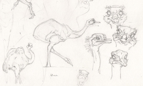 Sketch studies of the rhea!