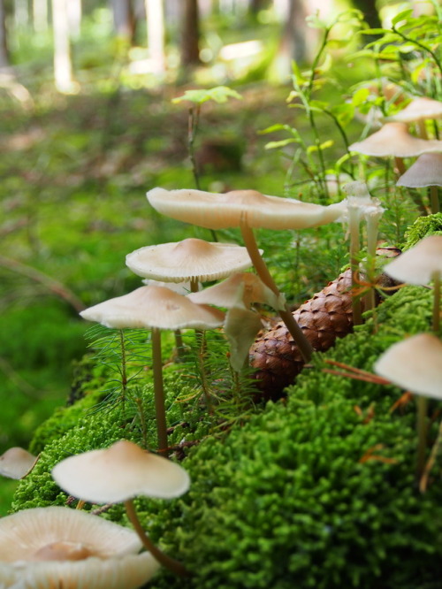 floralprintshark: sometimesseelie: shroomlings: Mushroom castle  That is a faerie ring. And a pretty