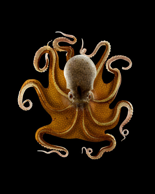 blondebrainpower:  Octopus vulgaris, Leopold