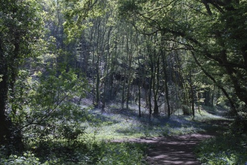 buron: Picnic in the Bluebells (xxxv) ©sydburon - May ‘18