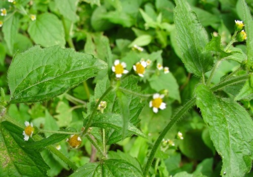 Galinsoga, to us a common weed along streets and in sunny gardens, but in Colombia it is a necessary