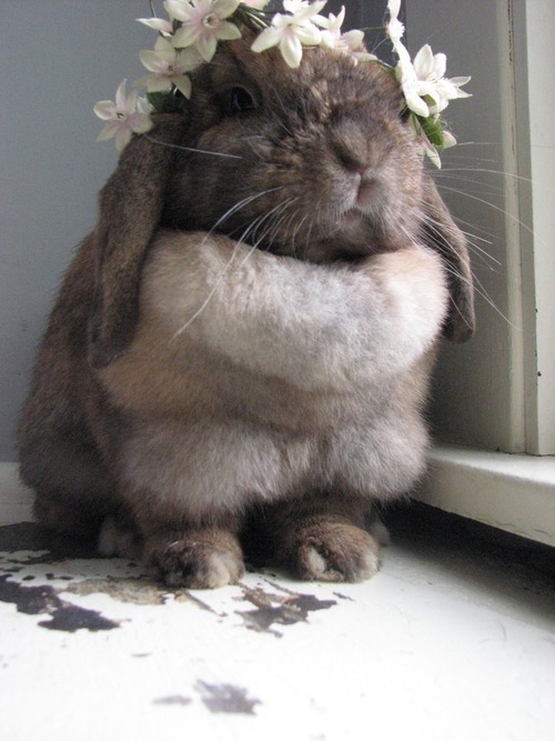 strawberrrryred:  bearded-daddy:Aww look at this chubby little bun bun…  Bun bun