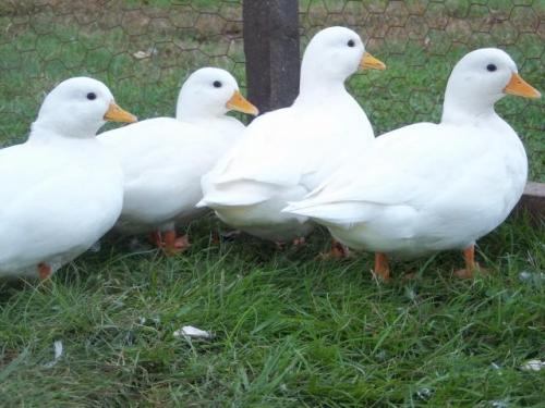 ducklingcentral: pastel-chaos: if you ever feel sad, just remember these smaller ducks, known as cal