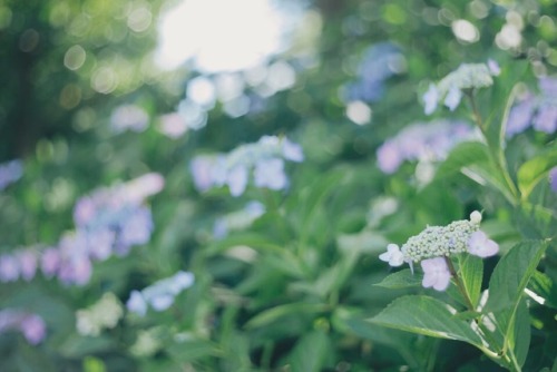 紫陽花。