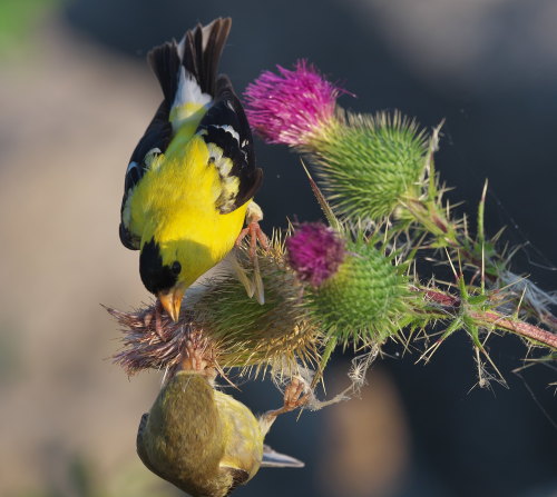 American Goldfinches (Spinus tristis)