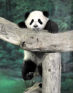 lefigaro-photos:  First fall. Yuan Zai, the first Taiwan-born baby panda, climbs inside its enclosure at the Taipei City Zoo. Yuan Zai, who weighed 180 grams at birth, now weighs about 14 kilos and make made her anticipated public debut as she turned