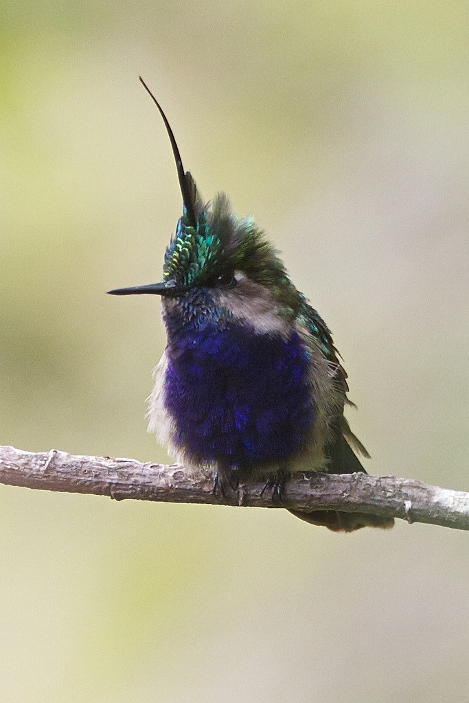 fairy-wren:  Plovercrest (by myfriendlygiant) 