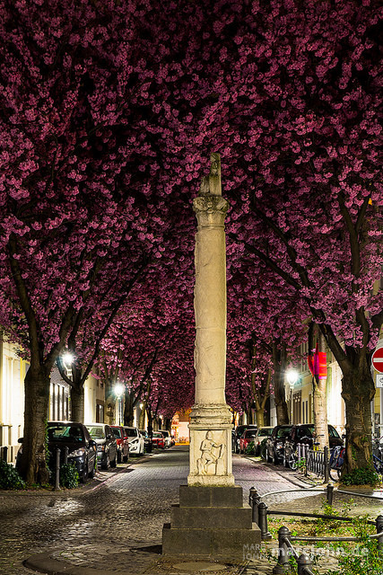 Kirschblüten in der Bonner Heerstrasse - Cherry Blossom Avenue Bonn on Flickr.
Über Flickr:
© 2014 by Marc Oliver John | marcjohn.de - Alle Rechte vorbehalten, Keine kommerzielle Veröffentlichung ohne Genehmigung - All rights reserved, no commercial...