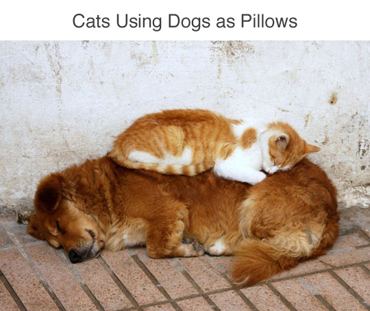 wwinterweb: Cats Using Dogs as Pillows (see 15 more)