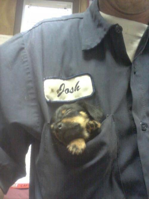 doggopupperforpres:Anyone need a ‘pocket protector’???