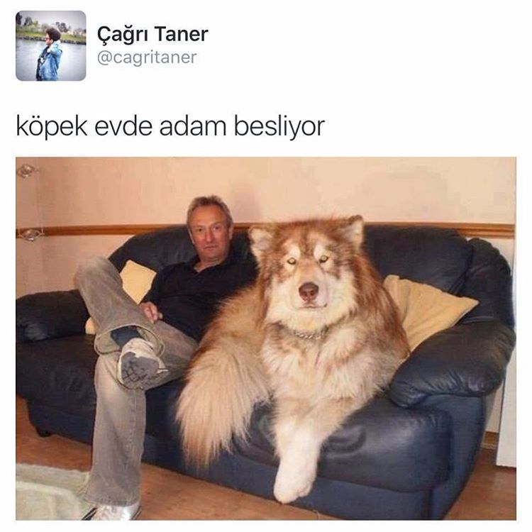 Köpek evde adam besliyor