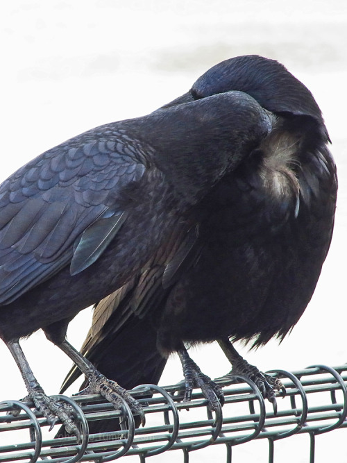 kinkurohajiro:30 dec. 2014(火) Carrion Crow couple at the dam @ Ebisu-gawa dam, Kyoto.