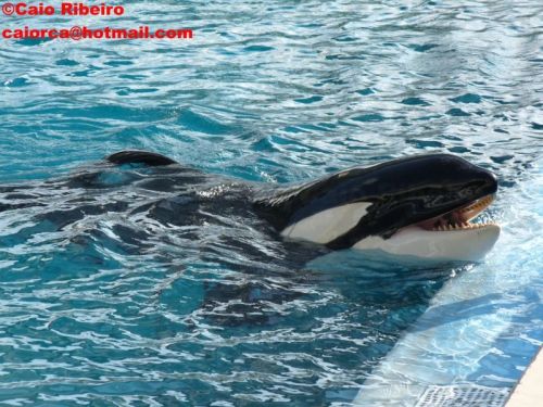 Gender: MalePod: N/APlace of Capture: Born at SeaWorld of TexasDate of Capture: Born February 2, 199