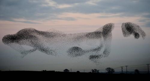 secfromdisaster:Thousands of the birds have arrived to roost in the village near Gretna, Scotland, w