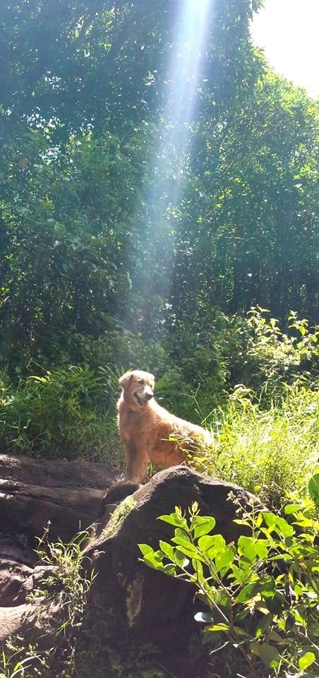 babyanimalgifs:  “They’re good dogs, God”more animal posts?