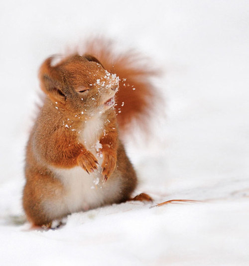 hobbitsaarebas:awesome-picz:Adorable Pics To Celebrate Squirrel Appreciation Day.the giraffe image i