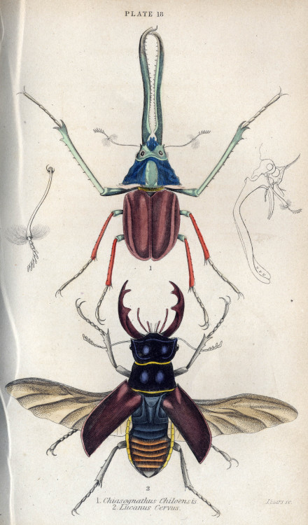 mucholderthen:  Jardine’s Beetles, 1832 Plates 18 and 29, The Naturalist’s Library, Entomology, Vol.