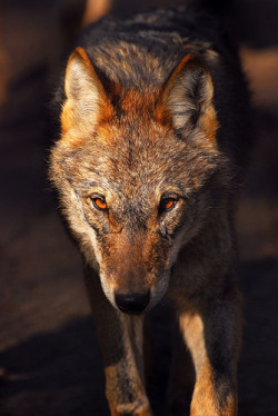 wolveswolves:  Iberian wolf (Canis lupus