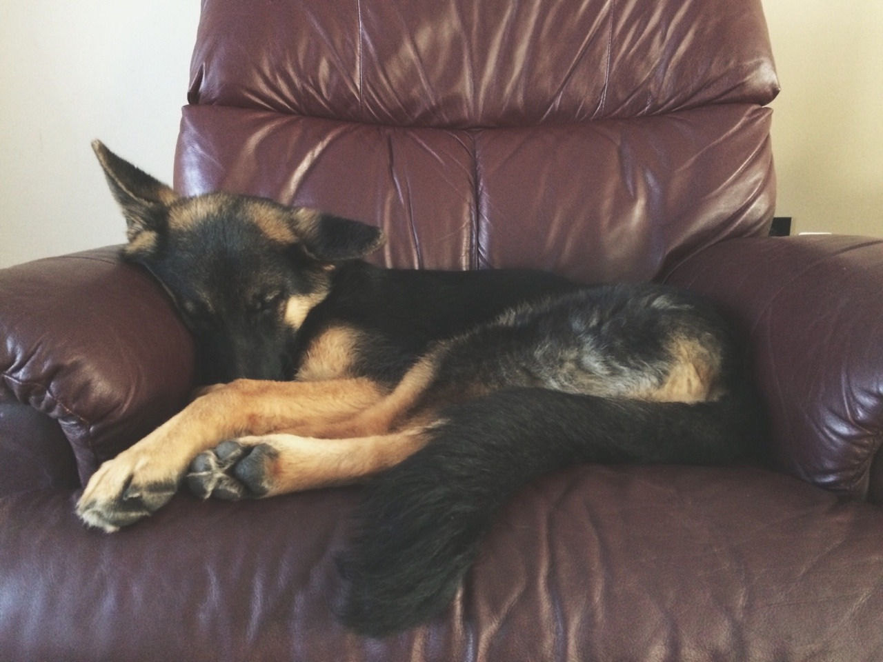 handsomedogs:  My ten month old German shepherd named Karma was a little sleepy the