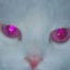 meowymoon