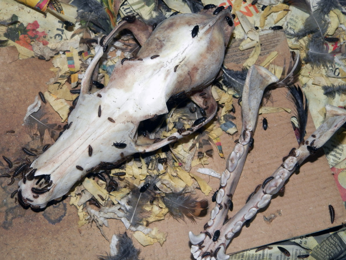 formaldehund:a flesh free coyote skull in the beetle tank.