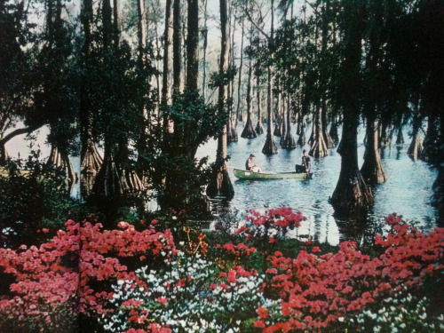 Blanket of azaleas enhances Greenfield Gardens, Wilmington, a 210-acre municipal park enclosing a fi