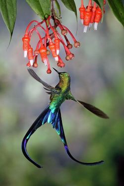 our-amazing-world: Violet-tailed Sylph Amazing