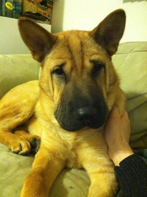 aruspex:OH MY GOD LOOK AT THIS GERMAN SHEPHERD SHAR PEI MIX.