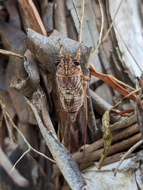 rattyexplores:  Christmas party CicadasMost of these are the Two-toned Bunyip, except for the final image (the pastel specimen) which is unidentified.    Tamasa burgessi    25/12/22