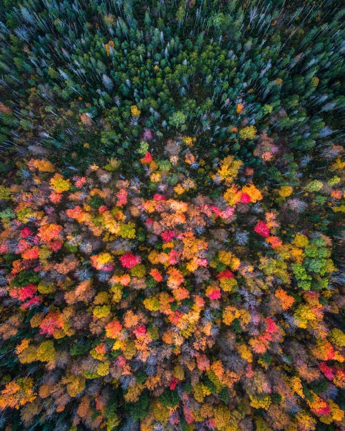 wordsnquotes:  Photographer Michael Matti and his roommate Drove Through Every State in the Northeast US to Photograph the Beauty of Autumn Keep reading  a u t u m n 