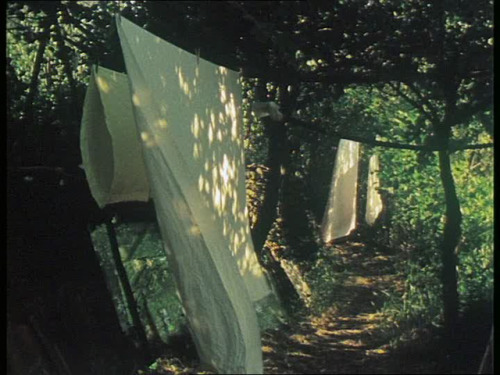 filmerditelle:BOUQUETS ECOLOGIQUES #21-30, Rose Lowder, 2003-2005.